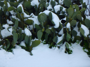 Cactus+Snow+Crete+Greece