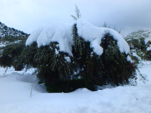 Olive+Tree+Snow+Winter+Crete