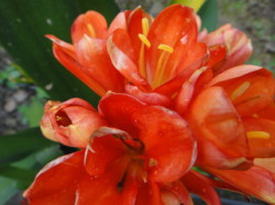 Beautiful-Flower-On-Crete