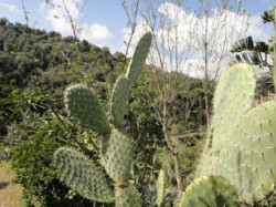 Cactus-On-Crete-Winter