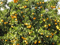 Cretan-Oranges-Crete