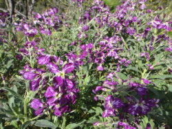 Flower-On-Crete-Spring-Winter