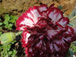 Flower-in-Crete-Winter