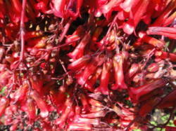 Flowers-On-Crete-Spring-Winter