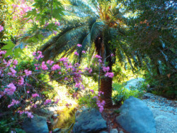 Nature-Vegetation-On-Crete