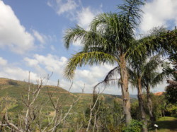 Palmtree-On-Crete-Winter