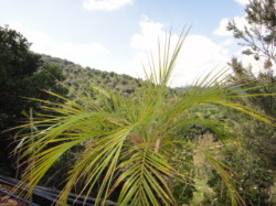 Vegatation-On-Crete