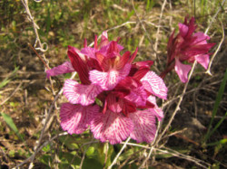 Cretan-Spring-Holiday