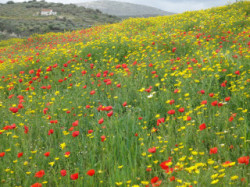Flowerfield-on-Crete-Holidays
