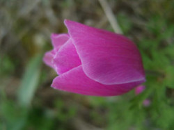 Flowers-in-the-nature-on-crete