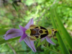 Orchid-on-Crete-Greece-Spring