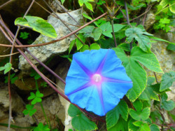 Spring-on-Crete-Nature