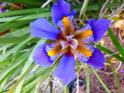 Flower in Crete
