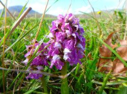 Flower in the spring on Crete