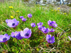 Flowers on Crete