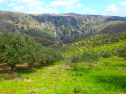 Olive field in Crete