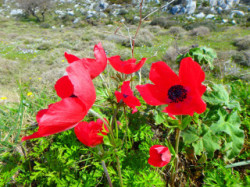 Spring Flowers on Crete