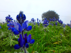 Spring on Crete