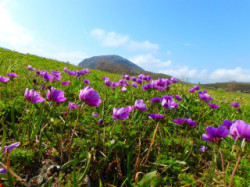 Spring pictures of Crete