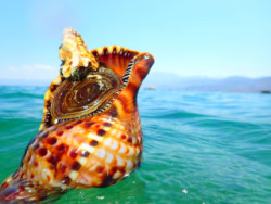 Snorkling on Crete