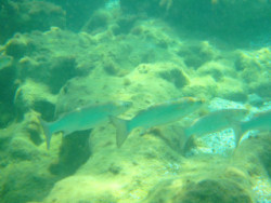 Snorkel on Crete