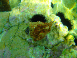 Snorkle in The mediteranian sea