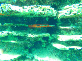 Snoreling on Crete Greece mediteranian sea (102)