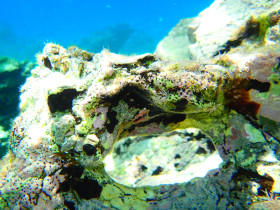 Snoreling on Crete Greece mediteranian sea (104)