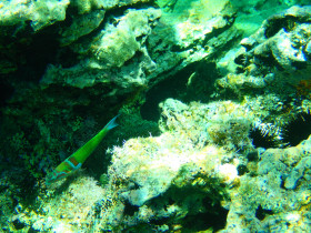 Snoreling on Crete Greece mediteranian sea (113)