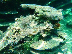 Snoreling on Crete Greece mediteranian sea (123)