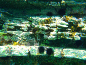 Snoreling on Crete Greece mediteranian sea (125)