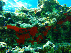 Snoreling on Crete Greece mediteranian sea (38)