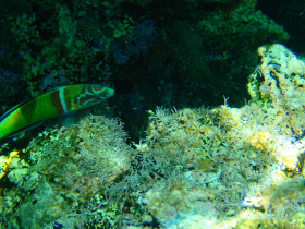 Snoreling on Crete Greece mediteranian sea (39)