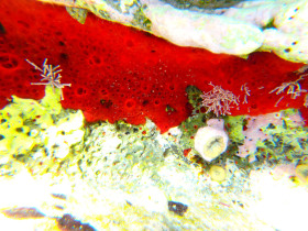 Snoreling on Crete Greece mediteranian sea (44)