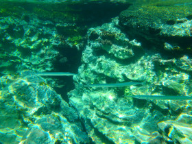 Snoreling on Crete Greece mediteranian sea (45)