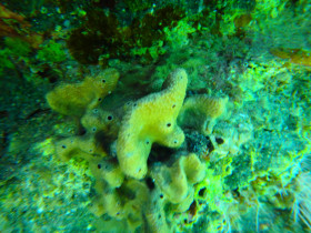 Snoreling on Crete Greece mediteranian sea (46)