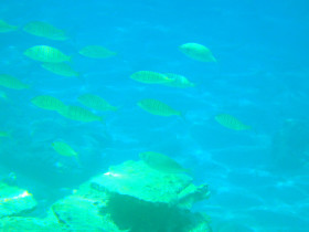 Snoreling on Crete Greece mediteranian sea (47)