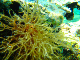 Snoreling on Crete Greece mediteranian sea (48)