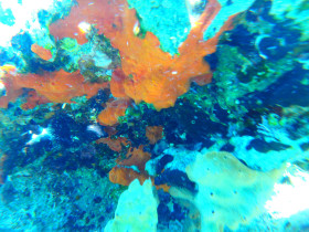 Snoreling on Crete Greece mediteranian sea (49)