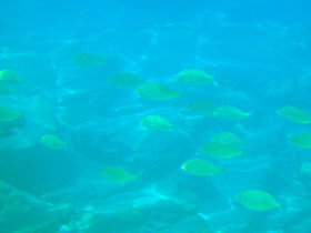Snoreling on Crete Greece mediteranian sea (55)