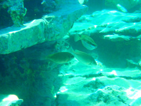 Snoreling on Crete Greece mediteranian sea (70)