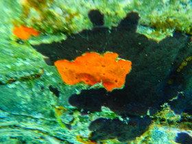 Snoreling on Crete Greece mediteranian sea (73)