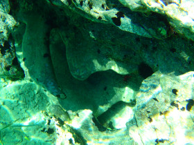 Snoreling on Crete Greece mediteranian sea (97)