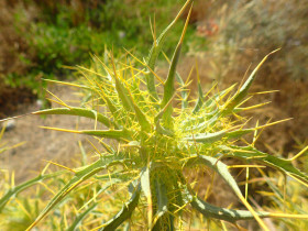 Walking and Hiking on Crete Greece (59)