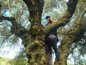 Olive harvesting on Crete