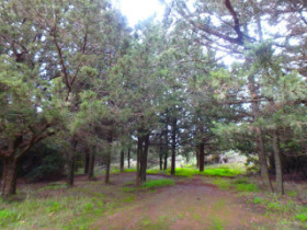 Forest on Cete