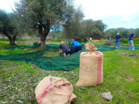 Olive and oil