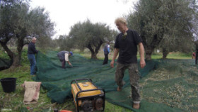 Olive from Crete