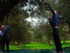 Olive harvest from Crete
