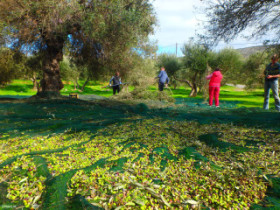 Olive harvest on vacation